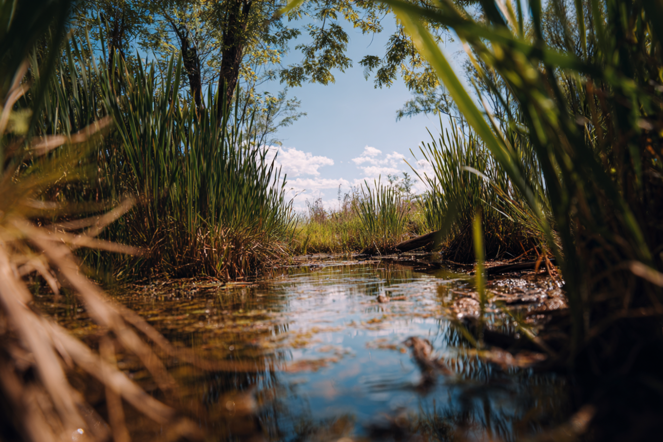 Conservación del parque